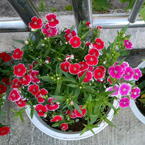 Colorful Stone Bamboo Flower Seed Balcony Potted Flowers Plant Four Seasons Flowering Outdoor Patio Window Sill Flower Cold Resistant Plant