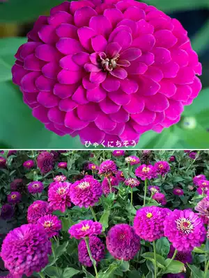 Heavy petal zinnia flower seed four seasons flowering outdoor flower seed easy-to-live flower seed seed courtyard flower wildflower combination
