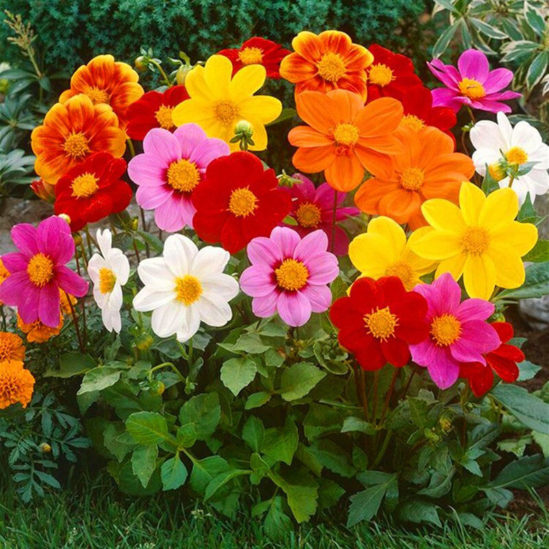 Four Seasons Flowering Small Liflower Seed Flowers Seed All Season Easy To Live Potted Patio Outdoor Terrace Grass Flower Seed Dwarf