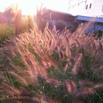 Purple Spike Wolf Tailgrass Seed Ornamental Wolvertail Grass Seed Dryland Weed Desert Pasture Grass Rangeweed Rangegrass Seed