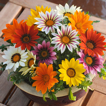 Medal Chrysanthemum Seeds All Season Flower Seed Africa Sunflowers Chrysanthemum Balcony Patio Basin Flowers Seed Seeds Easy To Live