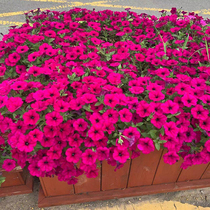 Large flower red dwarf Bull Flower Seed Courtyard Balcony hanging short Bull Imported Flower Seed All Season