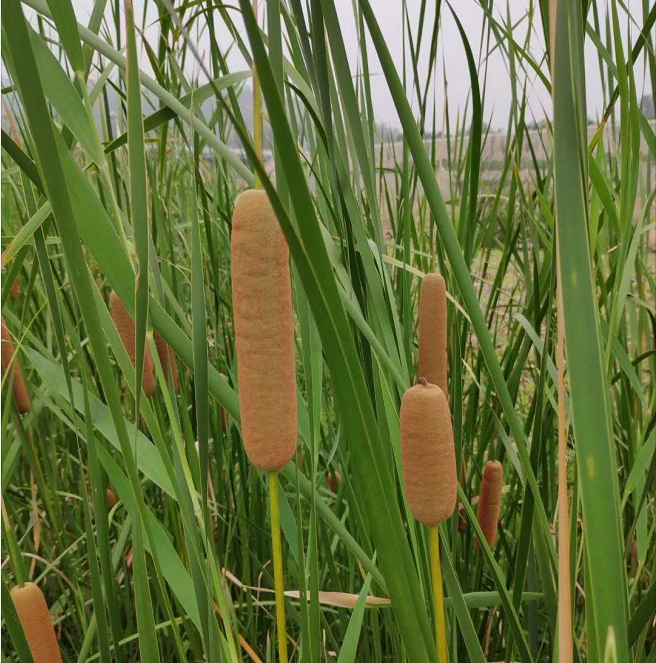 Aquatic plants Multi-year raw water grass seed Vanilla seed Water grass seed Water candleholder Pond with a view of the river