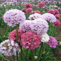 Sea-Stone Bamboo Heavy Flap Seed Balcony Easy To Grow Indoor Flowers Summer Bulk Seeds Season Blossom Constantly