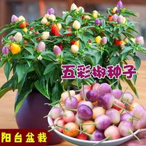 Edible ornamental peppers 7 colored peppers seed Four Seasons Colorful Round Pepper Balcony Potted Plant Cultivation Chili Vegetable Seed seeds