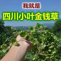 四川新货金钱草500g精选野生小叶金钱草清石茶胆囊肾输尿管膀胱