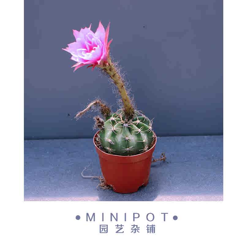 Minipot 彩色王冠短毛丸實生苗開大花仙人球仙人掌多肉植物