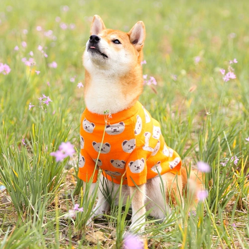 Милый демисезонный свитер, удерживающее тепло трикотажное брендовое термобелье, популярно в интернете