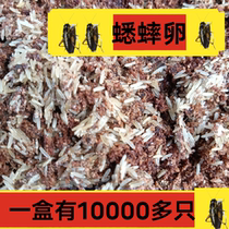 Oil gourd cricket eggs oil gourd No. 1 cricket egg breeding farm straight hair crawling pet live food feed cricket water feeder