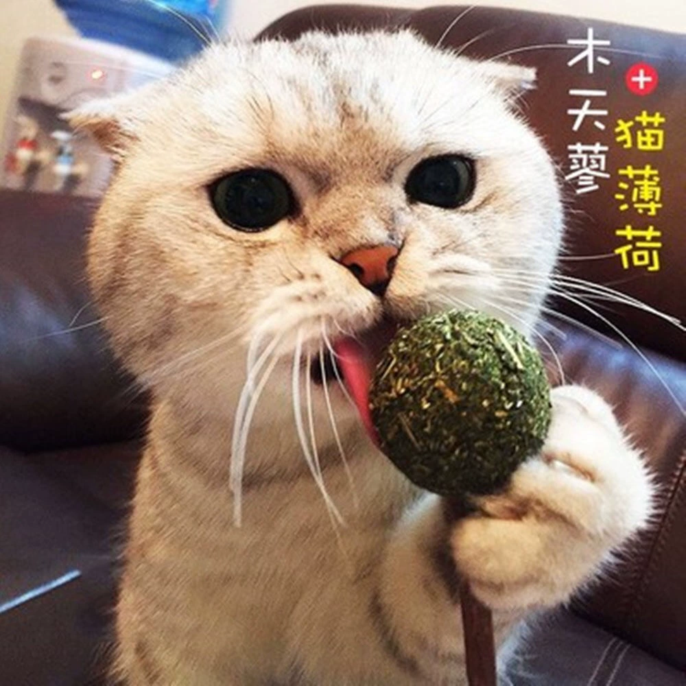 Catnip Lollipop Mèo vui nhộn Mutian Polygonum Ball Cat Toy Cat Molar Stick Kitten Kitty Nguồn cung cấp Đồ ăn nhẹ cho mèo Kẹo - Đồ ăn nhẹ cho mèo