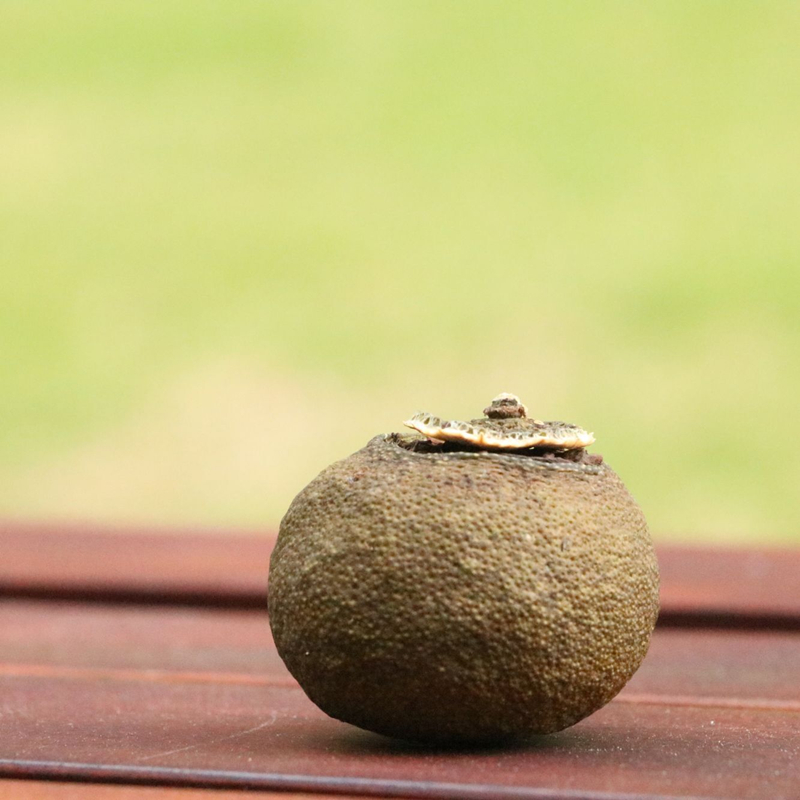 Pinkin Grade New Society Little Qingzang 2019 Core production area Mejiang old tree small circle branch mandarin and half raw sun 12