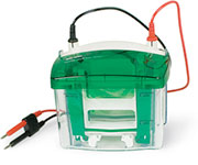 Bio-Rad伯乐165-8004 Mini-PROTEAN Tetra小型垂直电泳槽1658004