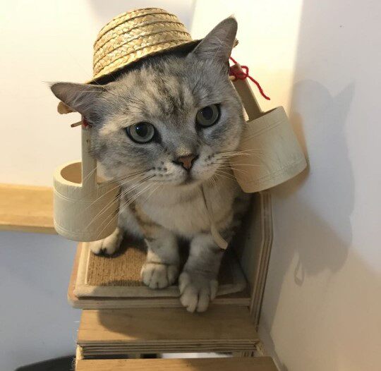 Straw hat farmer hat cat and dog selling cute decorations photo props cute