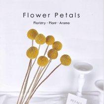 Golden ball natural imported dried flower bouquet Home decoration ornaments DIY flower arrangement with flowers Literary small fresh Yunnan