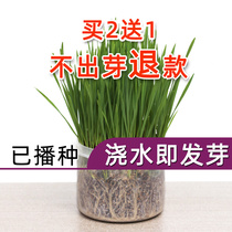 Sown cat grass watering and sprouting has been planted cat snacks seed products catnip deburring hair cream