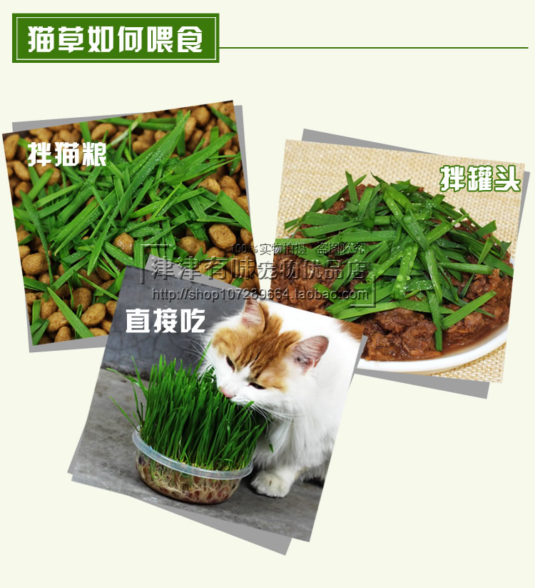 Mèo trồng cỏ đặt mèo để bóng tóc sạch răng tự nhiên mèo cỏ hạt giống mèo ăn nhẹ thức ăn thức ăn cho mèo - Đồ ăn nhẹ cho mèo cá hộp