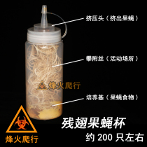 Residual winged fruit fly cup 200 live fruit fly continuous breeding one month jumping spider mantis Spider larvae food