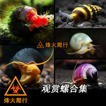 (Aquatic Ornamental Spire Collection) Apple Mystery Gold Living Snail Black Killer Clean Algae Removal Tool Snail