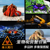 (Pet ornamental crab) live crab hand crab mini chili pepper crab leopard point crab gray strawberry hermit crab