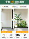 Artificial Plants for Indoor Staircases, Storefront Window Displays, and Decorative Landscaping Combinations; Faux Greenery for Ambiance Decoration