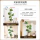 Fake Green Plants Next to the Tv Cabinet, Simulated Ficus Lyrata, Light Luxury High-End Bionic Plant Potted Plants, Large Decorative Ornaments