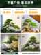 Artificial Green Plant Set for Indoor Duplex Villa, Decorative Pine Tree under the Stairs, Chinese-Style Landscaping, Rockery and Artificial Stones