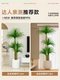 Simulated Green Plant Dracaena, High-End Light Luxury Living Room Large Potted Plant, Artificial Flower Ornament, Fake Tree Plant Decoration and Landscaping