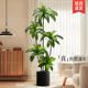 Simulated Green Plants, High-End Light Luxury Brazilian Wood Indoor Living Room Decoration, Floor-Standing Ornaments, Simulated Fake Plants, Potted Landscaping