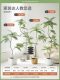 Jacaranda Artificial Green Plant Floor-Standing Potted Plant Bionic Plant Ornament Indoor Living Room Sofa Side Decorative Bonsai Fake Tree