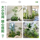 Simulated Green Plants for Landscaping, Indoor Landscape, Artificial Plant Combinations, Window Decoration, Courtyard Layout, Artificial Trees under Stairs