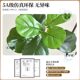 Fake Green Plants Next to the Tv Cabinet, Simulated Ficus Lyrata, Light Luxury High-End Bionic Plant Potted Plants, Large Decorative Ornaments