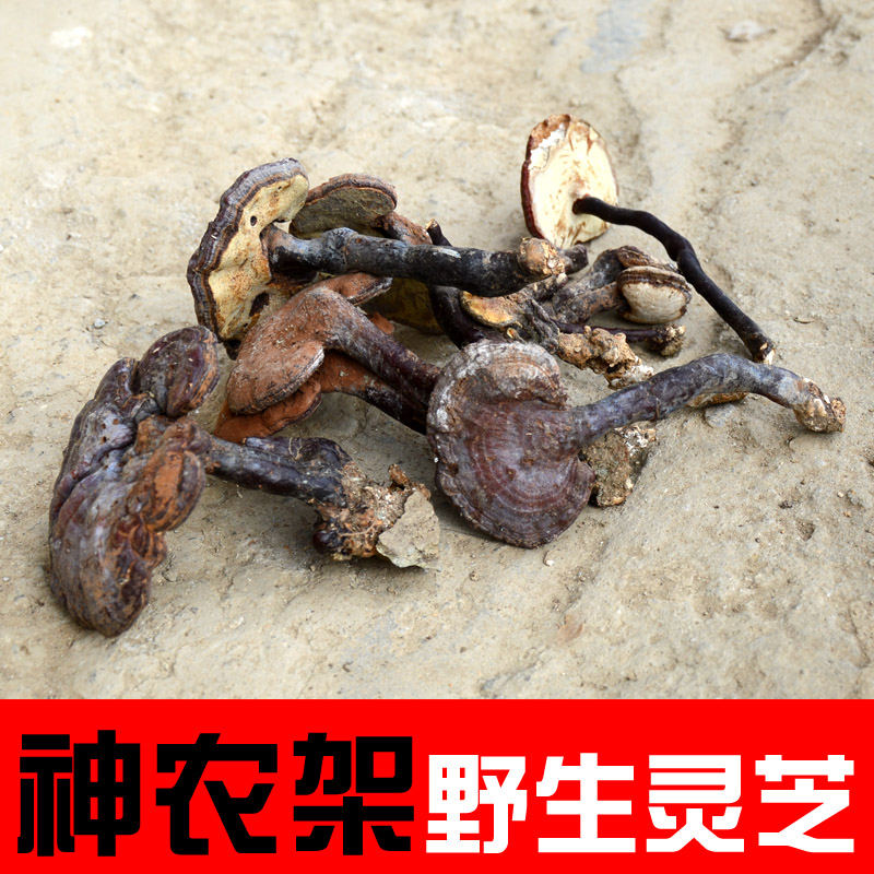 Wild Ganoderma lucidum dried goods 500g Deep mountain natural big Phnom Penh yellow millennium pruned Nyingchi ornaments 4-10cm