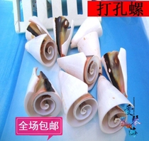 Full 28 natural conch shell perforated lung 3-4cm perforated conch shell
