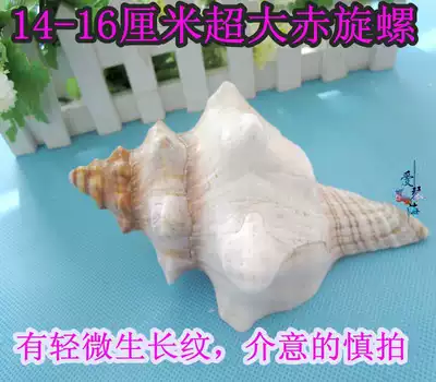 Full 28 yuan natural conch shell oversized red spiral snail 14-16 cm sea snail potted snail