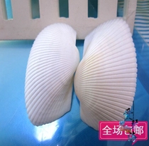 Full 28 yuan natural conch shell white wedding shell white shell 3-4cm