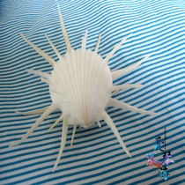 Full 28 yuan natural conch shell White Thorn chrysanthemum snail sea shell White