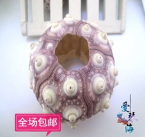 Full 28 natural conch shell natural sea urchin 5-7cm Wanjia light conch