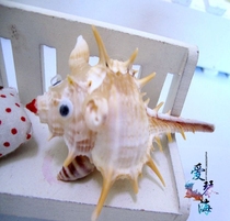 Full 28 yuan natural conch shell snail mouse conch animal zodiac