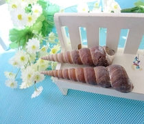 Full 28 yuan natural conch shell black dragon claw snail 5-6cm