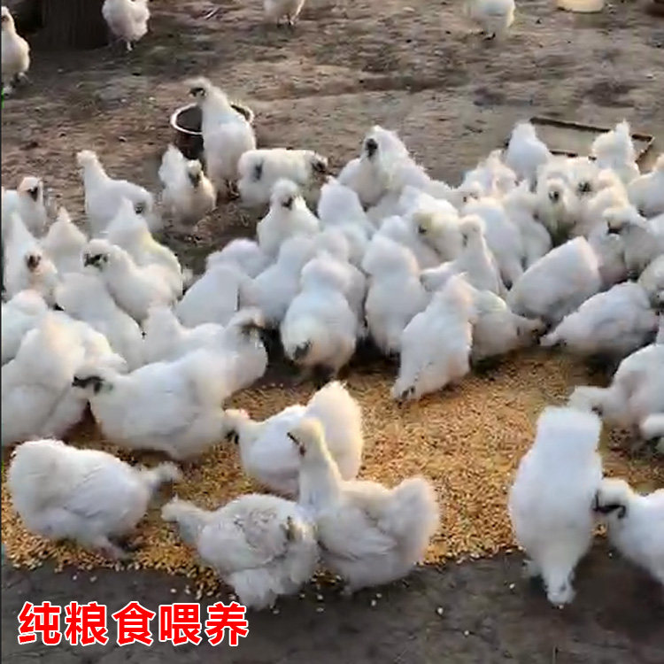 江南家禽繁育基地