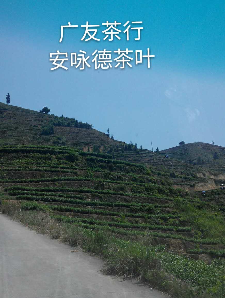 Anxi Sensing Iron Guangyu Tea Room Anyun Yongde Selected Orchid Fragrance 500g