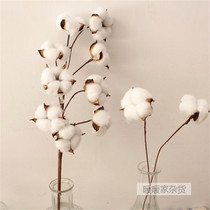 Natural cotton dried flowers branches immortalized flowers DIY dried flowers decoration ornaments Bouquet real flowers Photo shooting props