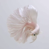 Thai Douyu Living Body Balnue Moon Douyu General Lion King Ponyta Boutique Diseam Class Douyu маленькая декоративная рыба