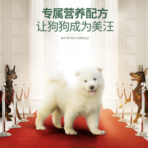 Выбор щенков Самоя, посвященных 5 кг10 котлам в течение более 3 месяцев, и больше средних и крупных собак подходят для натурального корма для собак