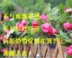 Hoa hồng nhân tạo Vine Hoa nhân tạo Trang trí ống nhựa Hoa hoa nhân tạo Mây điều hòa nhiệt độ ống trang trí - Hoa nhân tạo / Cây / Trái cây