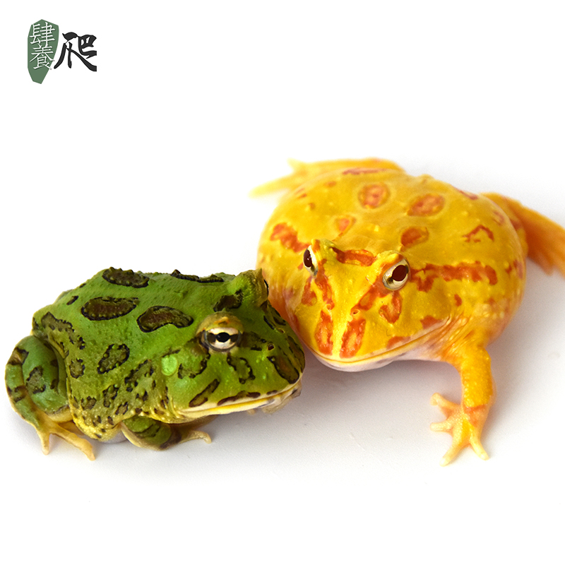 Horned frog live crawling pet amphibian pet frog green horned frog golden horned frog living creature living clown frog African bullfrog