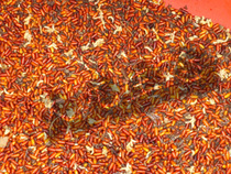 20000 fly breeding package Maggot species novice breeding package manufacturers full technical guidance