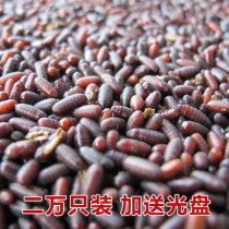 20000 50 yuan housefly fly species engineering maggot species seedlings pupa maggot species breeding send video plus send 20%
