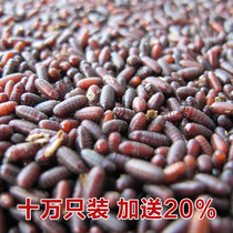 Fly species Maggot species pupa plus 20% 100000 to send the companys professional breeding CD-ROM