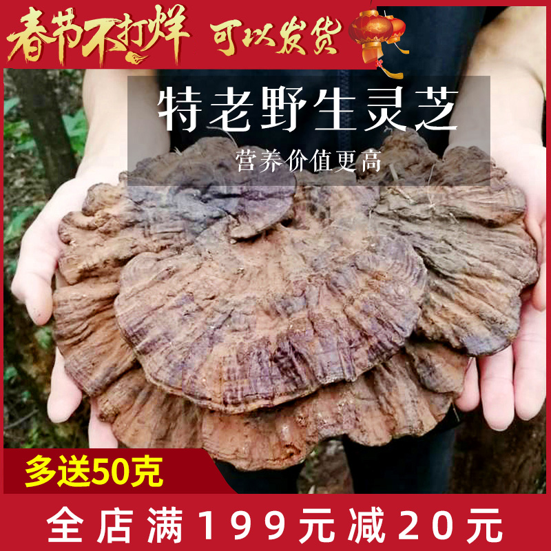 Guizhou black ganoderma lucidum wild special grade natural whole branch linzhi fresh purple ganoderma lucidum dry goods 250g non-one pound